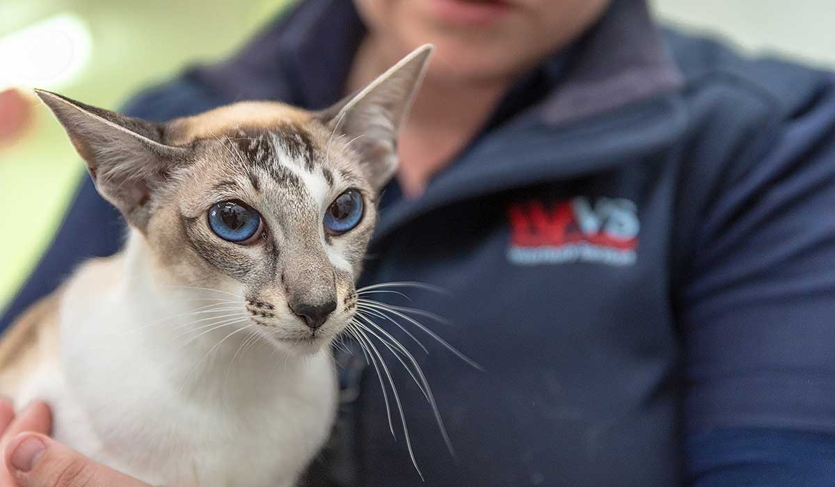Pet Microchipping Aldinga Willunga Dog Veterinary