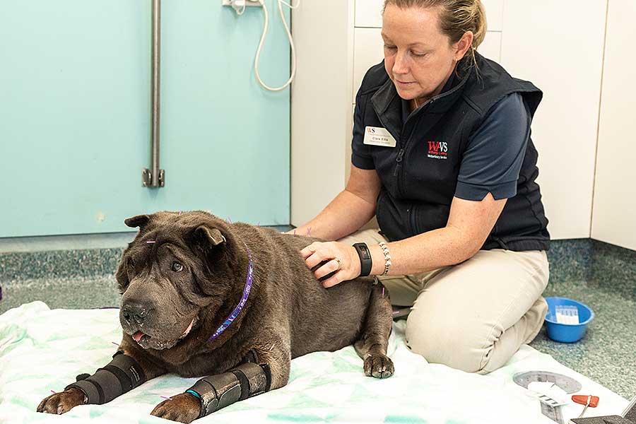 Willunga Aldinga VET Services Veterinary Pets