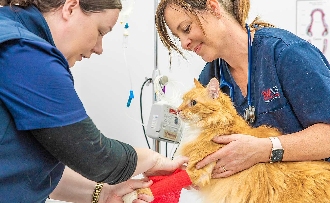 Willunga Aldinga VET Services Veterinary Pets