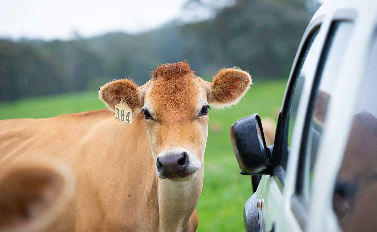 Willunga Aldinga VET Services Veterinary Pets