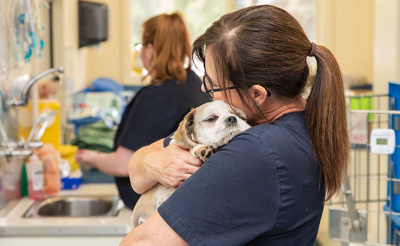 Pet Dental Care Dog Willunga Aldinga