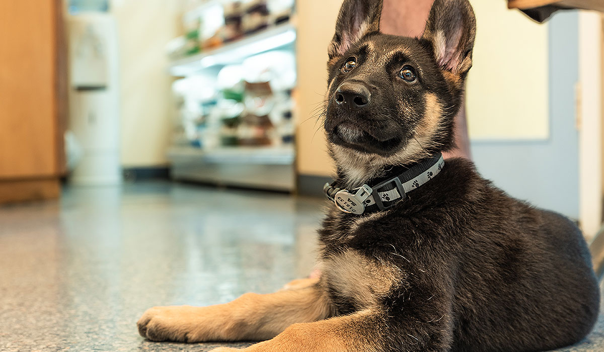 Puppy School Aldinga Willunga Dog Training