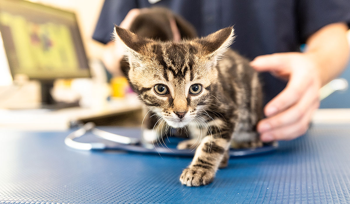 Ultrasonography Vet Pet Willunga Aldinga