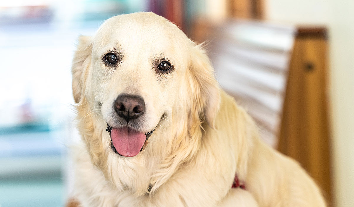 Pet Vaccinations Willunga Aldinga Vet Dog