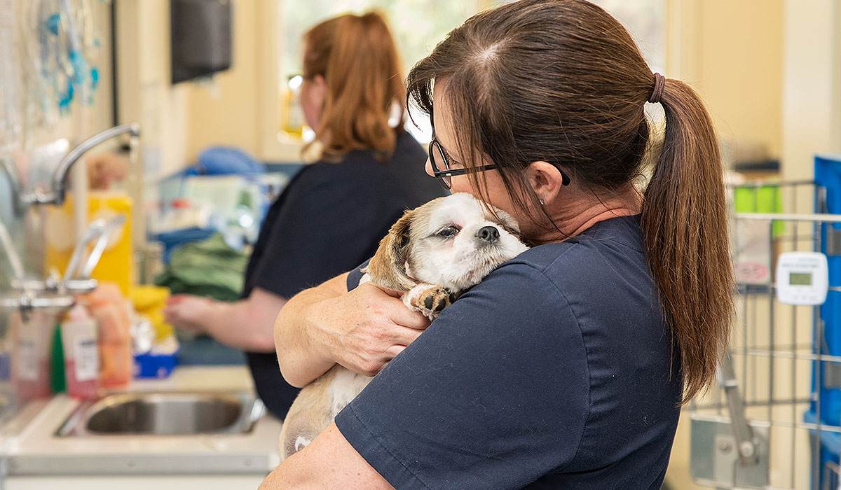 Pet Vaccinations Willunga Aldinga Vet Dog