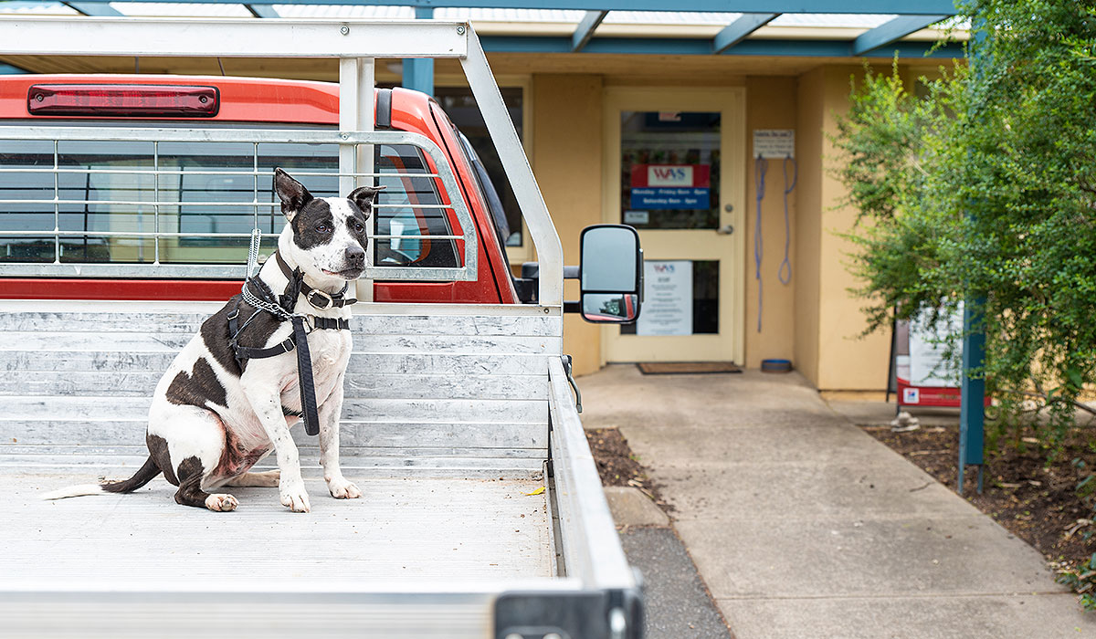 Pet Microchipping Aldinga Willunga Dog Veterinary