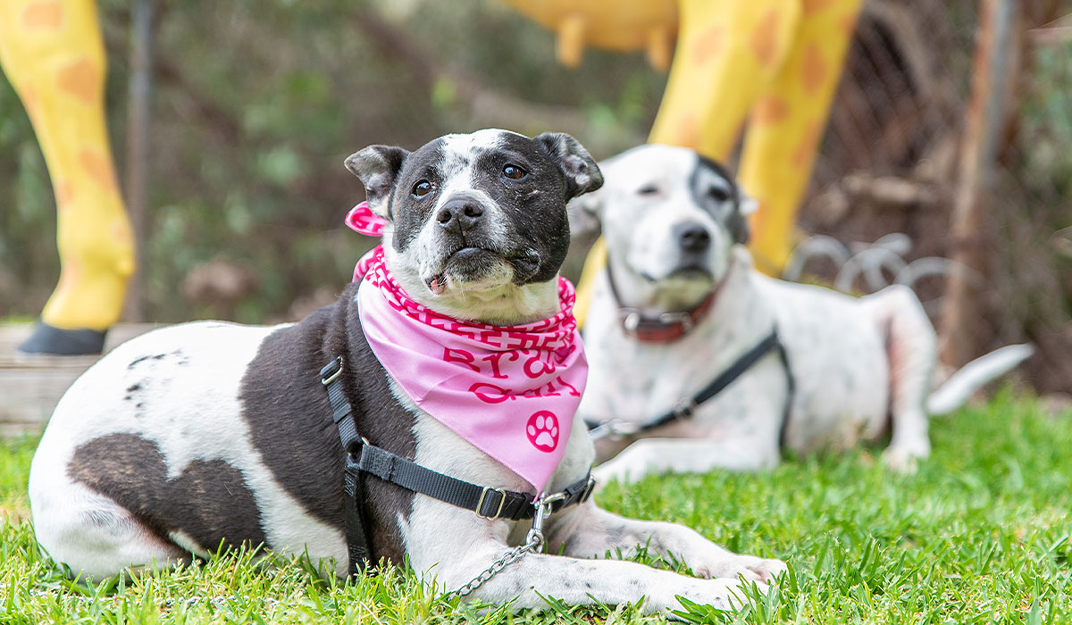 Desexing Pets Vet Aldinga Willunga