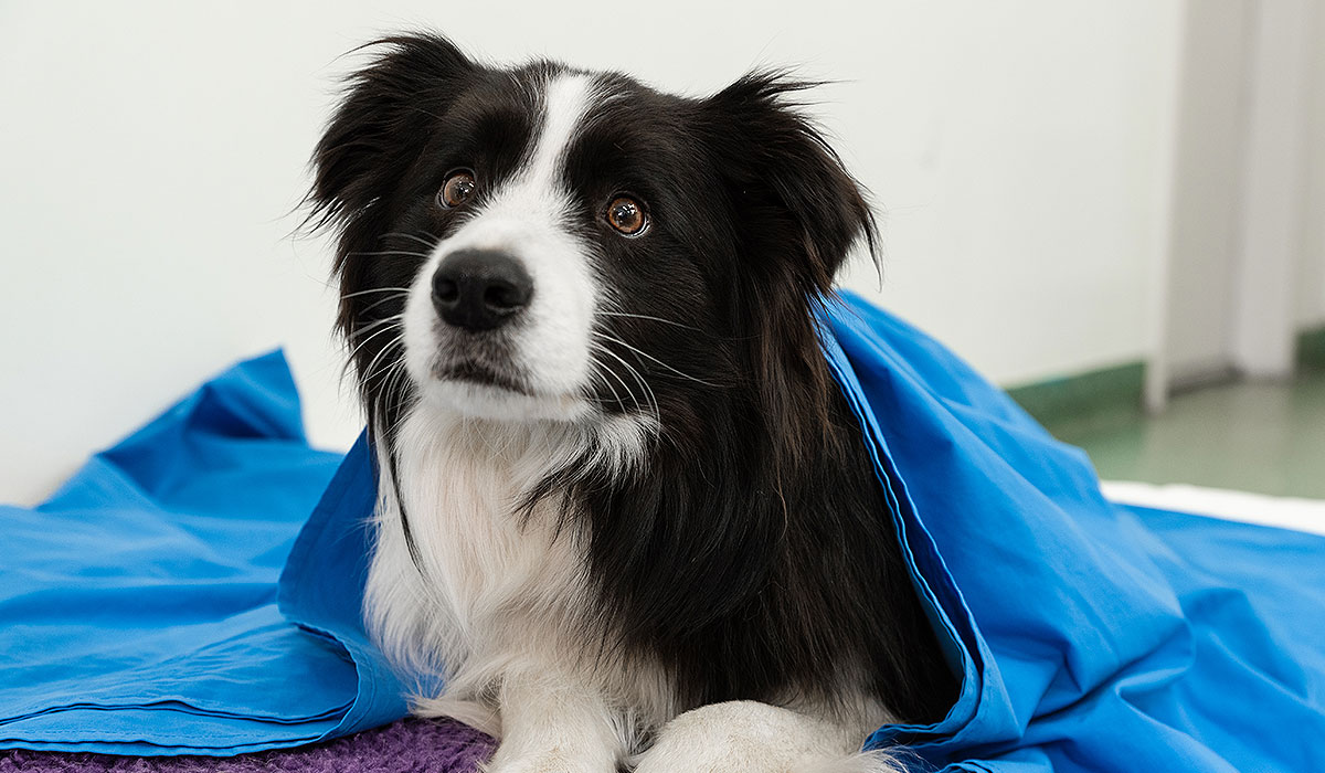 Pet Nutrition Advice Willunga Aldinga Vet