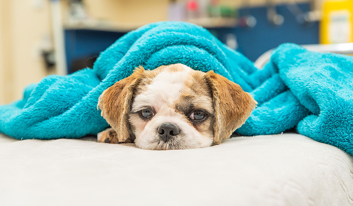 Pet Rehabilitation Services Willunga Aldinga