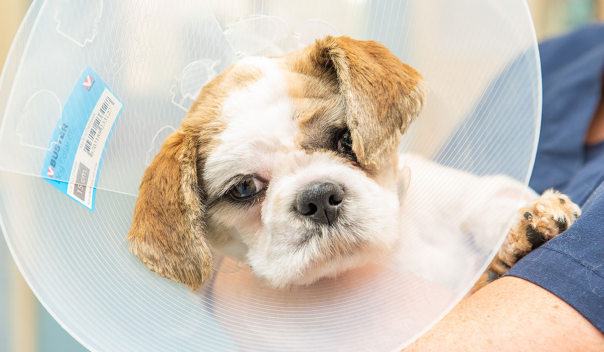 Desexing Pets Vet Aldinga Willunga