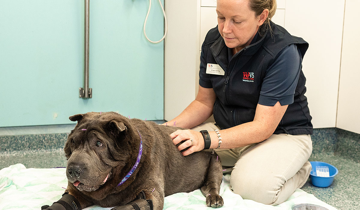 Ultrasonography Vet Pet Willunga Aldinga