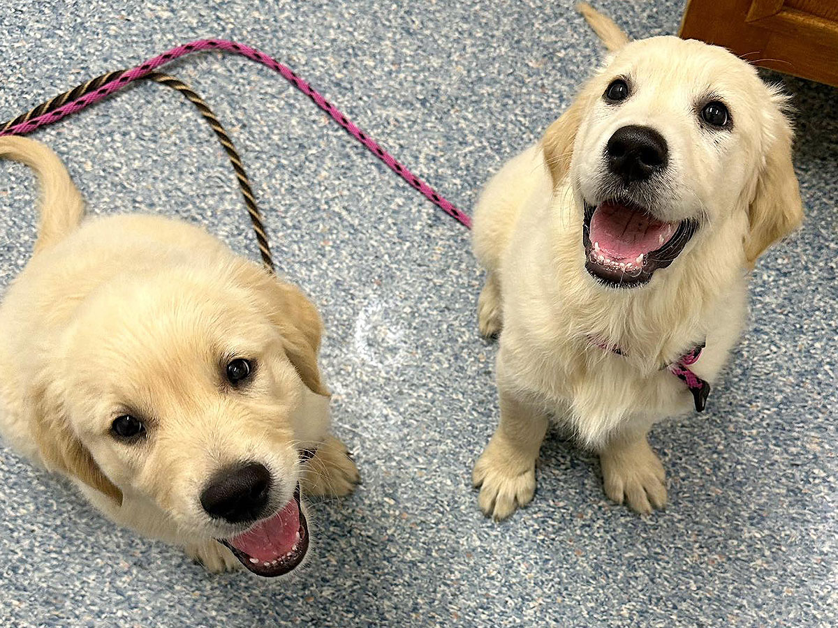 Puppy School Aldinga Willunga Dog Training