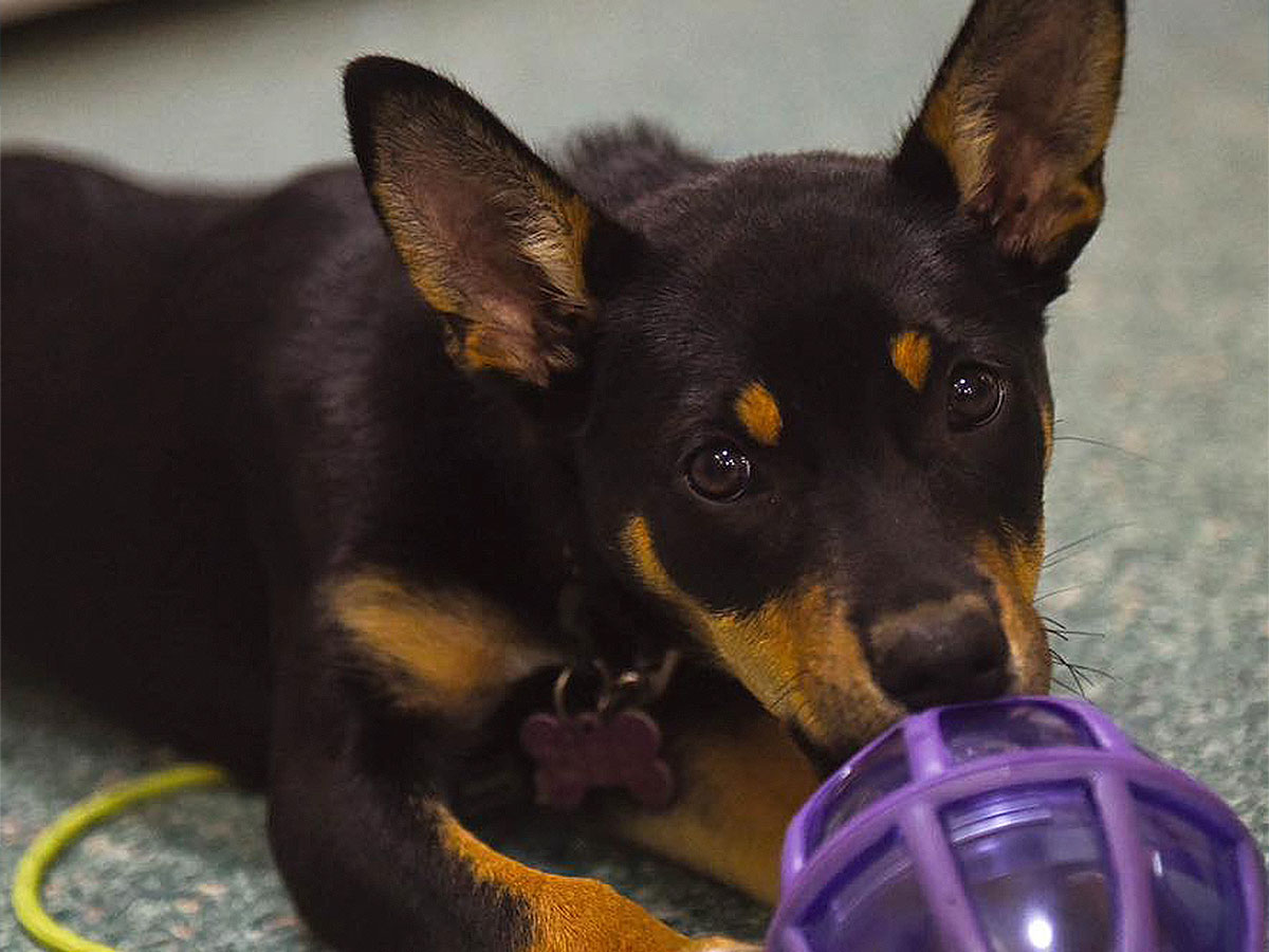 Puppy School Aldinga Willunga Dog Training