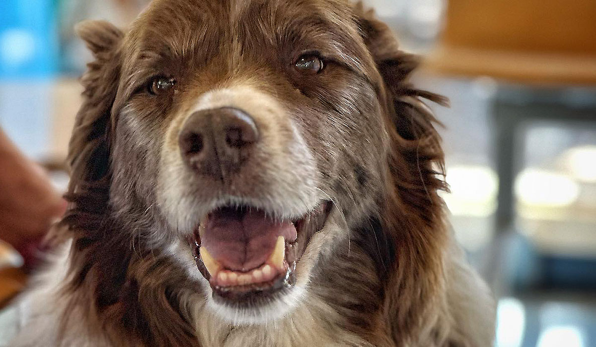 Pet Euthanasia Aldinga Willunga Vet