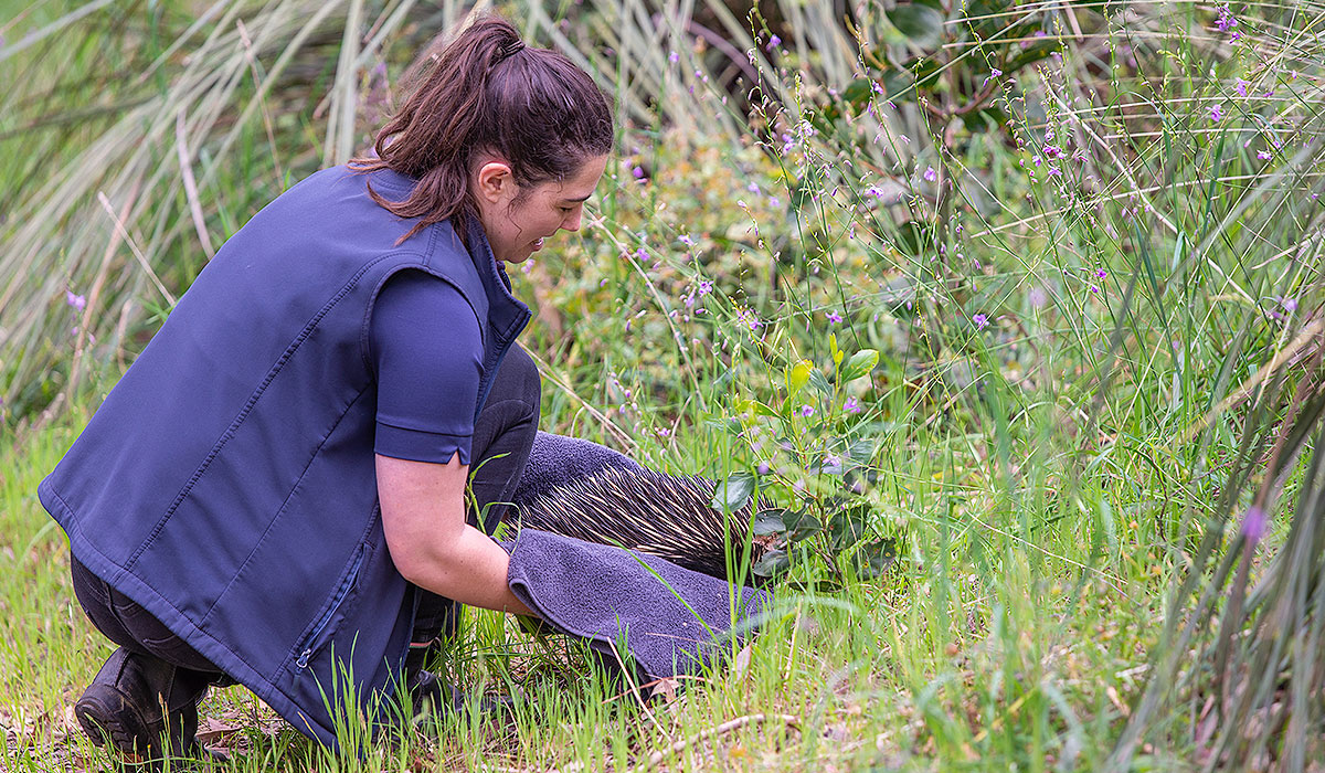 Emergency Vet Services Aldinga Willunga Mount Compass