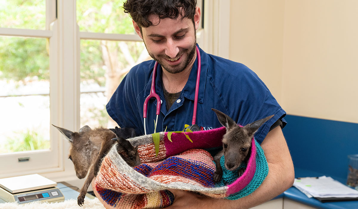 Emergency Vet Services Aldinga Willunga Mount Compass