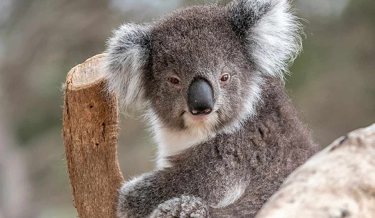 Emergency Vet Services Aldinga Willunga Mount Compass