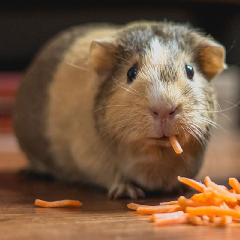 Willunga Aldinga Vet Veterinary Services