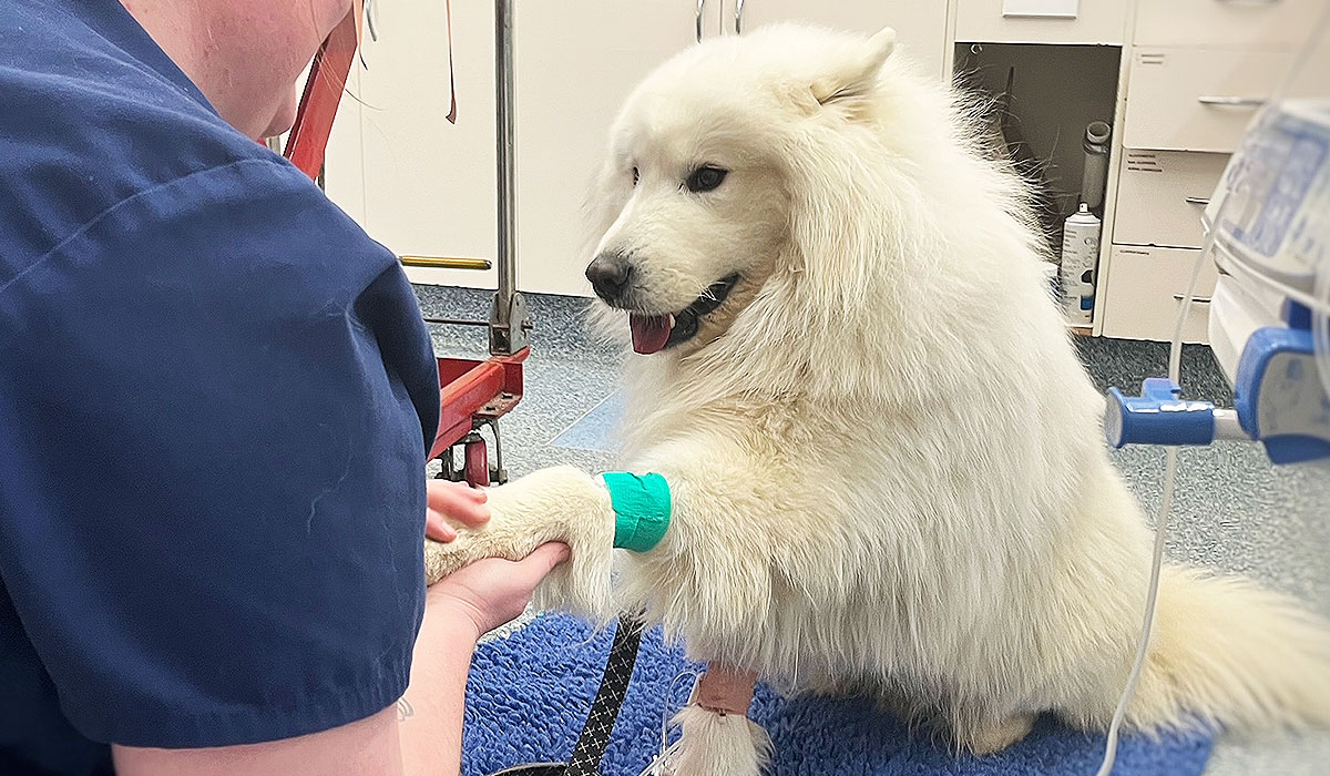 Orthopaedic Soft Tissue Surgery Vet Pet Willunga Aldinga