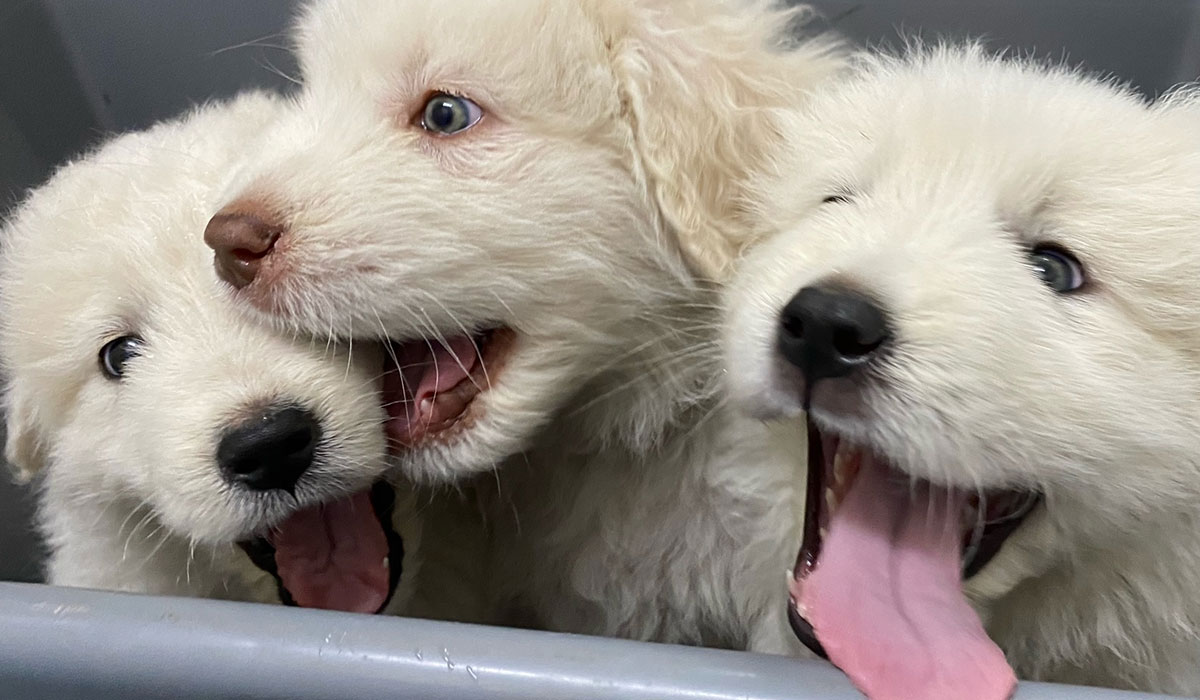 Radiographs XRays Vet Pet Aldinga Willunga