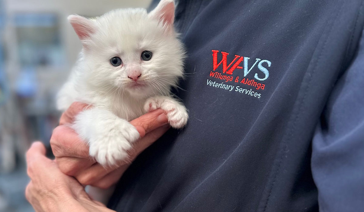 Radiographs XRays Vet Pet Aldinga Willunga