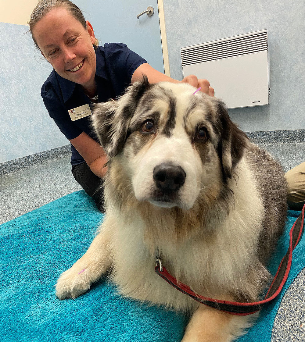 Willunga Aldinga Vet Veterinary Services