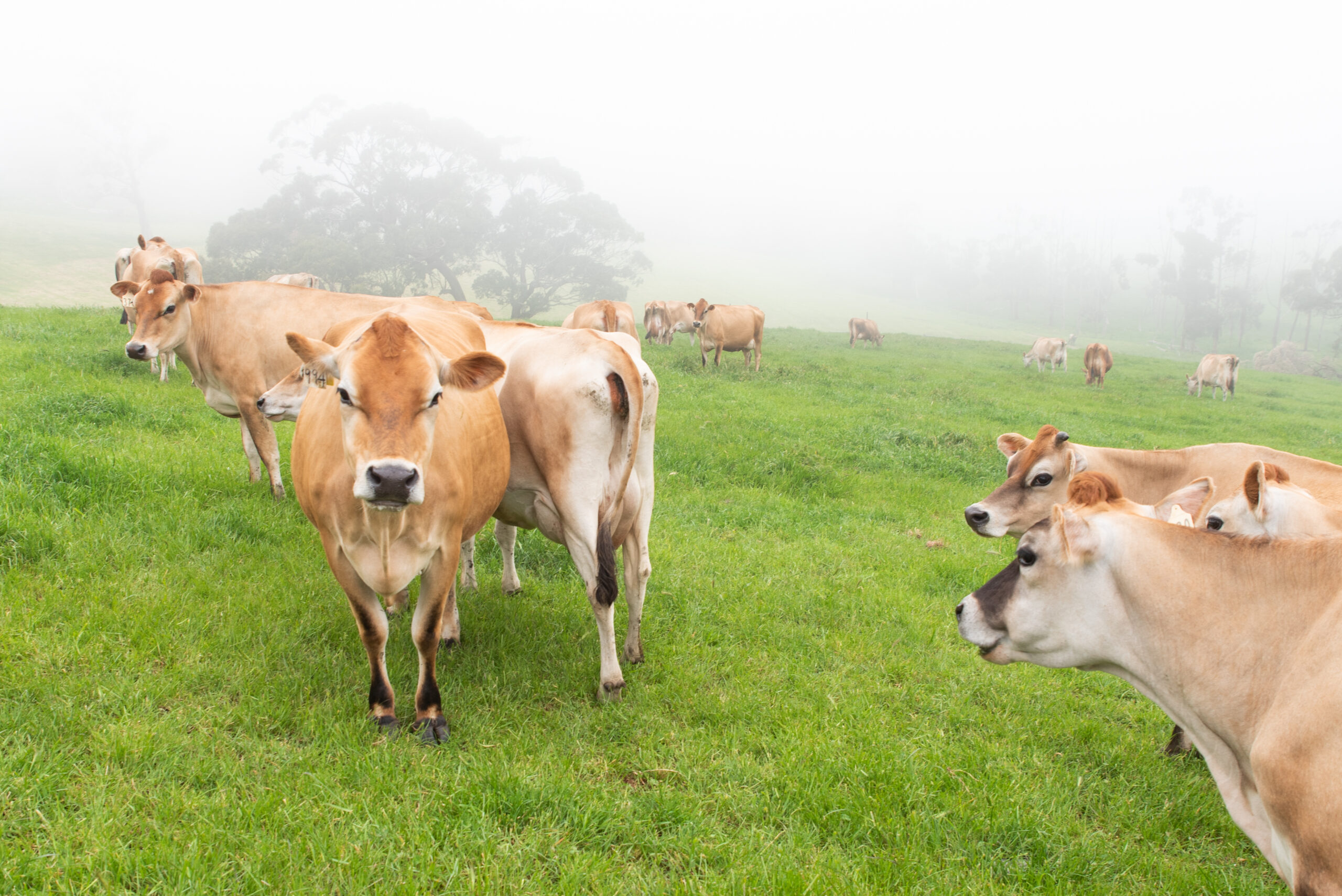 Vet Routine Visit Pet Willunga Aldinga